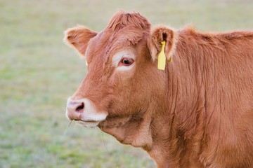 Cow close up - Limousin breed