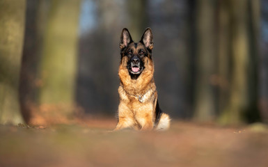 Portrait of a German Shepheard