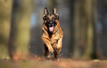 Portrait of a German Shepheard