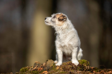 Portrait of a dog