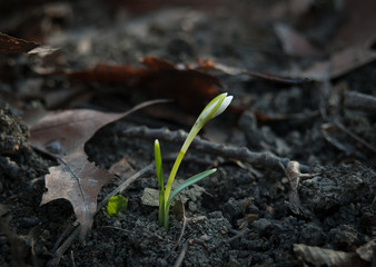 snowdrop flower in forest