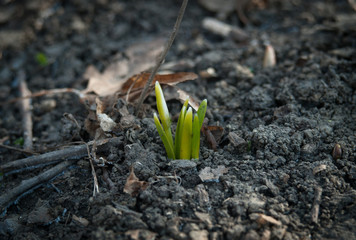 Snowdrops (macro shot)