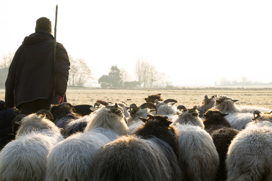 Back view of a herd of sheep with a shepherd in the winter sun