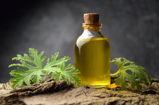 Citronella geranium oil aromatherapy