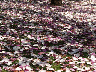 Le gazon d'un parc recouvert d'un tapis de pétales roses et blanches de magnolias (Magnolia soulangeana)