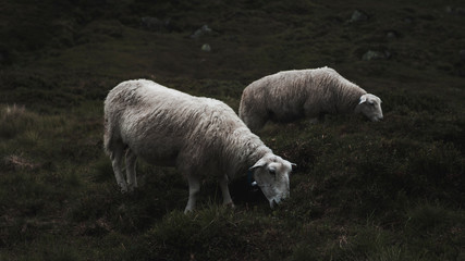 Norway Sheeps