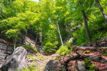 Wild forest, Bohemian Switzerland, Czech Republic