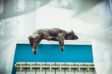 Lazy cat Scottish Fold on radiator