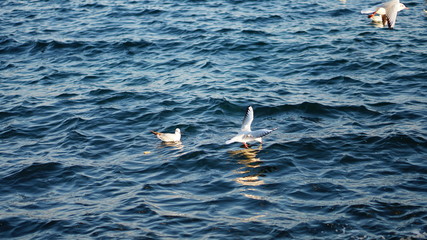 Fototapeta na wymiar seagulls flying above water