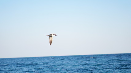 seagulls flying above water