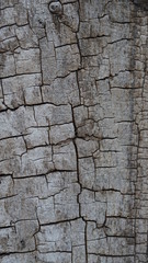 Old cracked wood