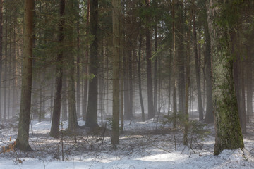 Fototapeta na wymiar Springtime coniferous forest with melting snow and mist