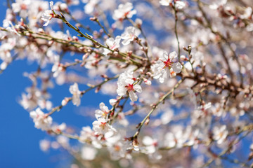 Blossoming almond tree. Spring Nature Background, selective focus, shallow depth of field