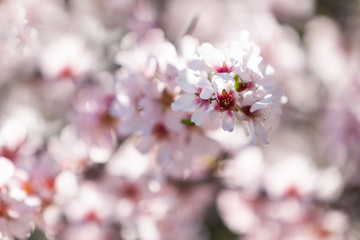 Blossoming almond tree. Spring Nature Background, selective focus, shallow depth of field