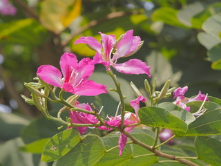 Obraz premium Beautiful Phanera purpurea or Bauhn names incinia purpurea blossom on branches in nature, Common names orchid tree, purple bauhinia, camel's foot, butterfly tree, and Hawaiian orchid tree.