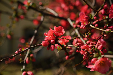 Red flowers of sakura tree in the village Verscio, Switzerland