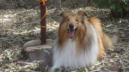 This image content the picture of pet dog sitting in a forest.