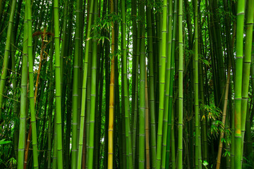 Fototapeta na wymiar Beautiful bamboo texture background. Green asian plants.