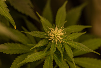 Afghan kush special variety of marijuana with flowering young bloom