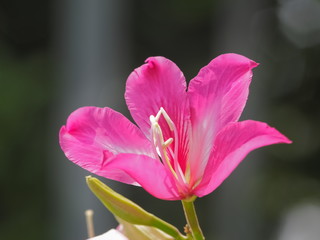 Fototapeta premium Beautiful Phanera purpurea or Bauhn names incinia purpurea blossom on branches in nature, Common names orchid tree, purple bauhinia, camel's foot, butterfly tree, and Hawaiian orchid tree.