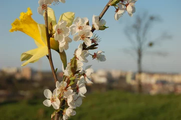 Gordijnen narcis lente © Anjey
