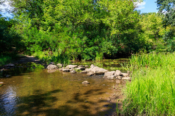 Small river in green forest at summer