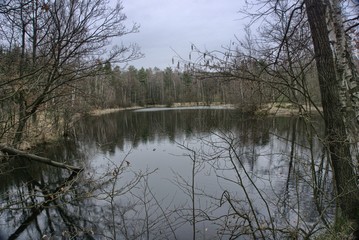 Fototapeta na wymiar pond in the forest in the early spring in the foggy, cloudy weather, reflection in the waterr 