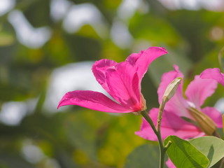 Beautiful Phanera purpurea or Bauhn names incinia purpurea blossom on branches in nature, Common names orchid tree, purple bauhinia, camel's foot, butterfly tree, and Hawaiian orchid tree.