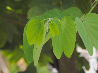 Green butterfly shape leaf on branch of Phanera purpurea or Bauhn names incinia purpurea, common names include orchid tree, purple bauhinia, butterfly tree, and Hawaiian orchid tree.