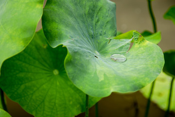 Big green leafs with round water drop