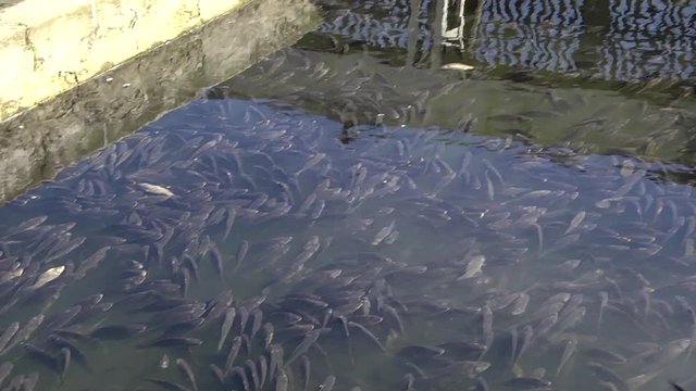 Swimming is often used for cultivation of various kinds of fish and using fresh water.  crucian carp swimming in a pool, in a farm. small fish swims on the surface of the water.