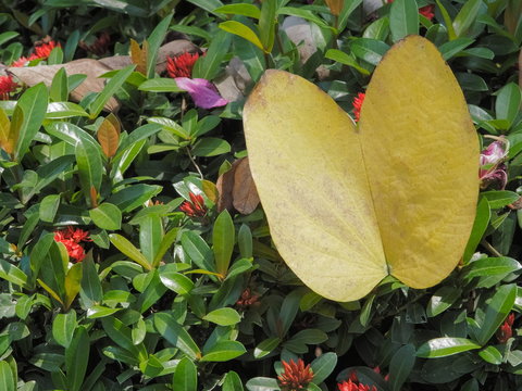 Yellow Butterfly Shape Leaf Of Phanera Purpurea Or Bauhn Names Incinia Purpurea Fall On Green Leaves Background Common Names Orchid Tree Purple Bauhinia Butterfly Tree And Hawaiian Orchid Tree Stock Photo Adobe Stock Common names include orchid tree, 4 purple bauhinia. yellow butterfly shape leaf of phanera