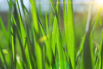 Green grass close up.
