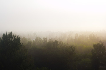 Obraz na płótnie Canvas Misty landscape with fir forest in hipster vintage retro style