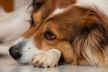 Sad dog. Cute white brown dog of a greek shepherd breed, laying on the floor