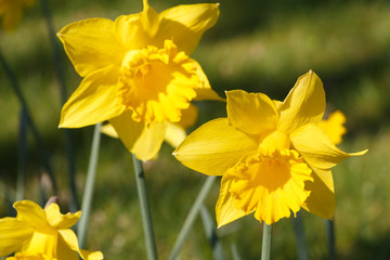 Obraz premium Yellow daffodils in a garden during spring