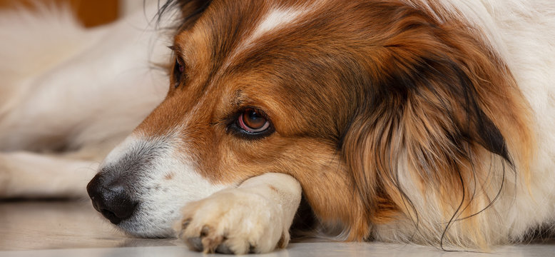 Sad, bored dog. Cute white brown dog of a greek shepherd breed, laying on the floor - Powered by Adobe