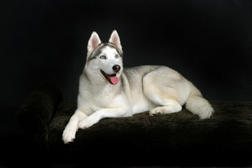 portrait of siberian husky