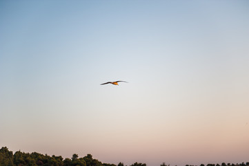 A single seagull gliding and flying over the sea. Evening sunset sky