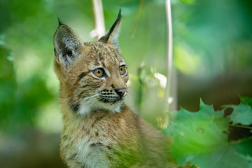 playful kitten of Lynx, during the autumn season. Czech Republic wildlife