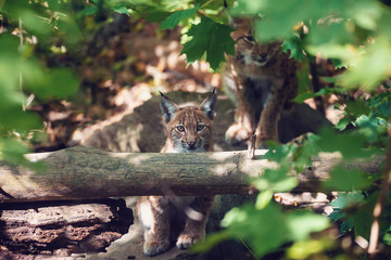 playful kitten of Lynx, during the autumn season. Czech Republic wildlife