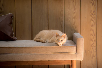 ginger cat on beige sofa