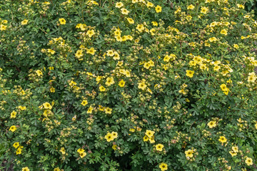 Fototapeta premium Flowering shrub Pentaphylloides fruticosa