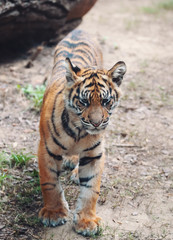 Fototapeta na wymiar young kitten of Sumatran tiger (Panthera tigris sumatrae) is a rare tiger subspecies that inhabits the Indonesian island of Sumatra