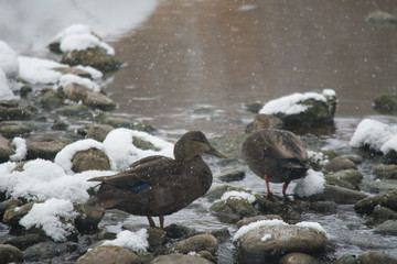 A pair of American Black Ducks (Anas rubripes) standing in the snow