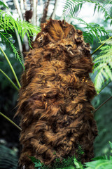 wookie, ewok hairy jurassic plant isolated