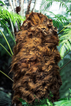 Wookie, Ewok Hairy Jurassic Plant Isolated