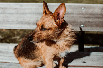 .Nice brown dog with pointy ears and brown eyes playing in the park, outdoors one winter morning. Adopted dog, mixed breed. Lifestyle.