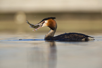 A great crested grebe (Podiceps cristatus) catching and trying to swallow a fish in a pond in the city Utrecht the Netherlands.