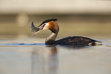 A great crested grebe (Podiceps cristatus) catching and trying to swallow a fish in a pond in the city Utrecht the Netherlands.